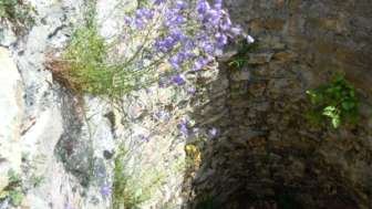 Runde Mauer Ruine Alt-Thierstein