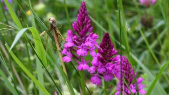 Orchideenlehrpfad