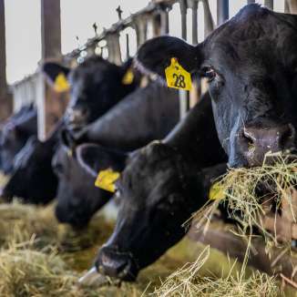 nahaufnahme von schwarzen kuehen im stall des murimoos in muri im aargau, die frisches heu fressen. die szene zeigt nachhaltige landwirtschaft, tierhaltung und regionale produktion auf dem sozialen landwirtschaftsbetrieb murimoos.