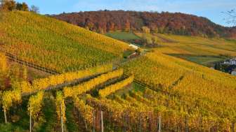 baumgartner-weinbau-ag-rebberg-im-herbst