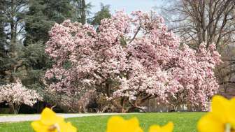 Frühling im Kurpark