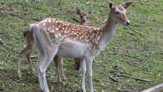 tierpark-bad-zurzach-rehe