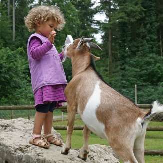 Es erwarten Sie heimische Tiere wie Hirsche, Ziegen, Enten und Gänse, aber auch Tiere aus anderen Ländern wie Affen, Pfauen, Emus, Papageien und viele mehr. Kinder können im Erlebnis-Gehege Zwergziegen füttern. "Schweizer-Familie"-Feuerstelle vorhanden. Von 8.00 bis 10.00 Uhr findet jeweils die Fütterung der Tiere statt.