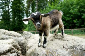 Es erwarten Sie heimische Tiere wie Hirsche, Ziegen, Enten und Gänse, aber auch Tiere aus anderen Ländern wie Affen, Pfauen, Emus, Papageien und viele mehr. Kinder können im Erlebnis-Gehege Zwergziegen füttern. "Schweizer-Familie"-Feuerstelle vorhanden. Von 8.00 bis 10.00 Uhr findet jeweils die Fütterung der Tiere statt.