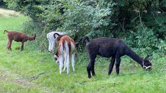 Lamatrekking