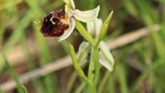 orchideenwiese-aemmeribuck-hummelragwurz1