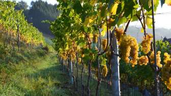 weinhof-nyffenegger-reblandschaft-im-herbst-trauben-weiss