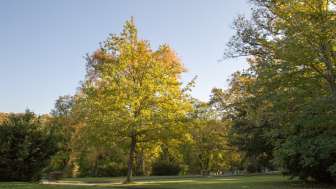 Baum im Friedhof Liebenfels