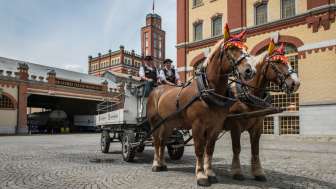 Kutsche mit Brauereipferden Feldschlösschen