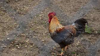 tierpark-bad-zurzach-hahn