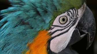 PapageienWelt Vogelpark Ambigua