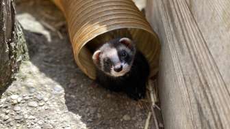 Frettchen im Kleintierpark Reusspark
